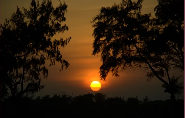 Картинка деревья, закат, природа, силуэт, Nature, trees, sunset
