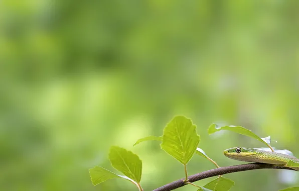 Green, Snake, Rough