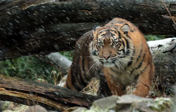 Картинка взгляд, морда, хищник, суматранский тигр