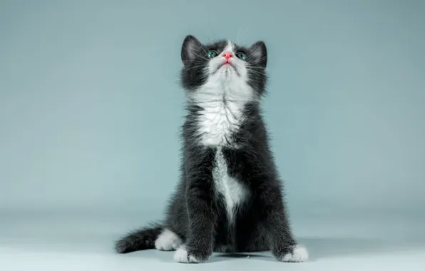 Картинка кошка, взгляд, поза, котенок, фон, голубой, черный, лапы