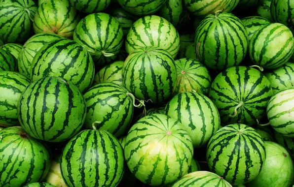 Green, fruit, watermelon