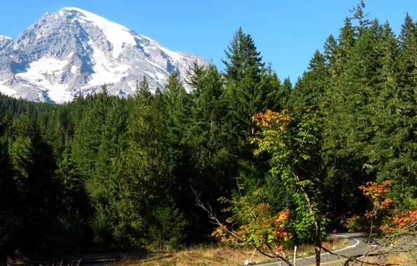 Картинка дорога, лес, гора, ледник, США, Mount Rainier National Park
