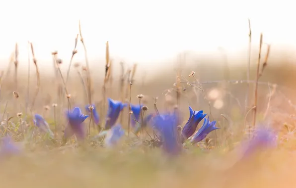 Трава, цветы, природа