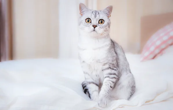 Кошка, кот, взгляд, фон, постель, серая, сидит, полосатая