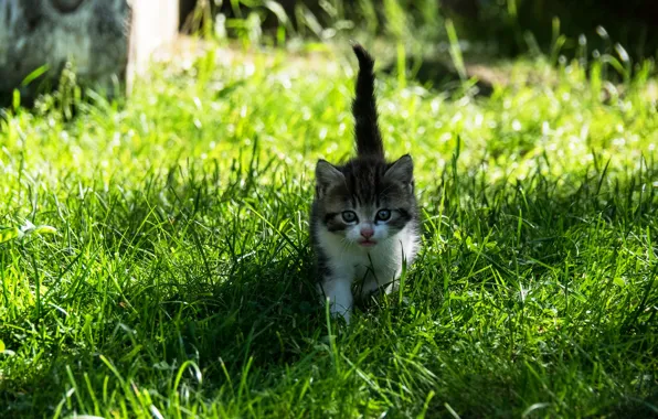 Кошка, лето, трава, взгляд, свет, природа, котенок, серый