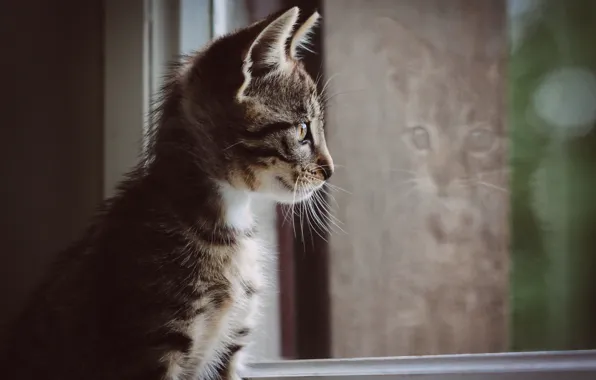 Кошка, взгляд, фон