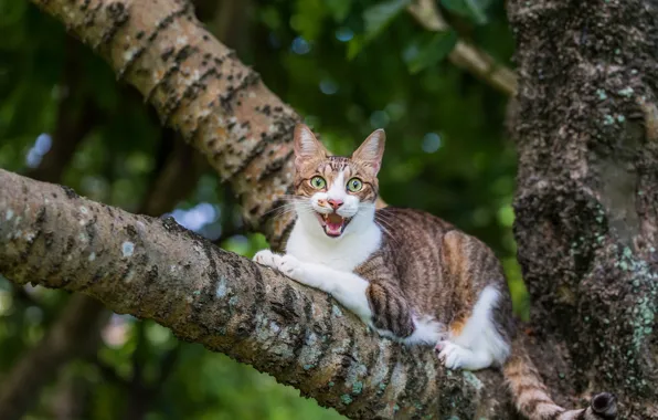 Картинка кот, взгляд, деревья