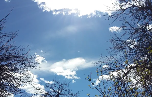 Картинка небо, облака, ветки, высота, солнечный свет, ранняя весна