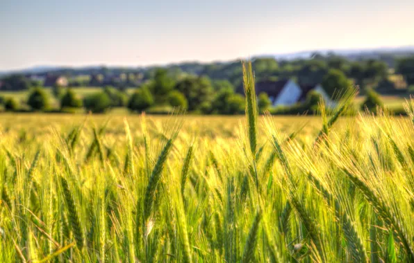 Картинка пшеница, небо, поля, сельская местность, боке, фермы, поле пшеницы