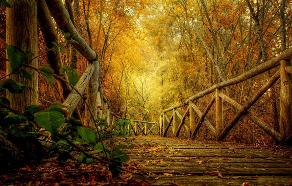 Осень, лес, листья, деревья, природа, парк, HDR, hdr