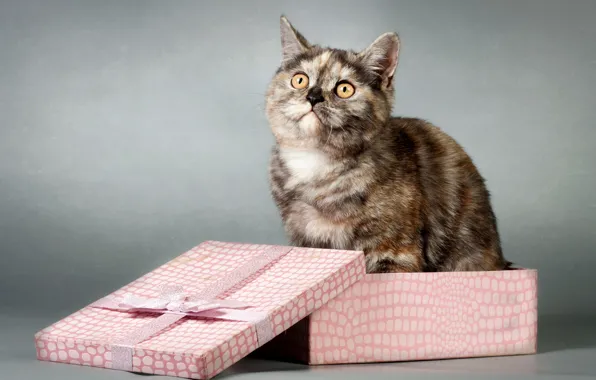 Картинка кошка, взгляд, коробка, подарок
