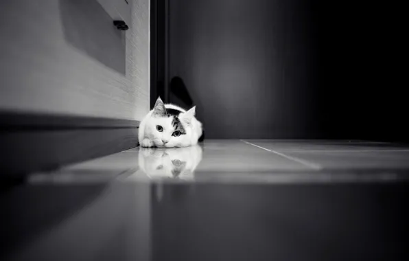 Картинка кошка, кот, дверь, кафель, черно-белое, белая, шкаф