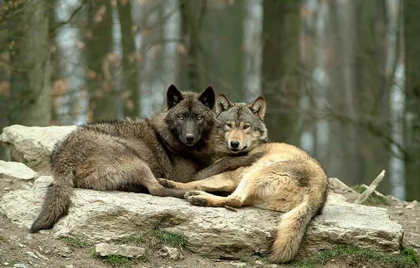 Nature, snow, predator, face, animal, wolf, wildlife, portrait