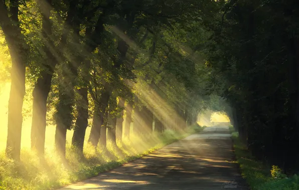 Картинка дорога, лето, свет, деревья, природа