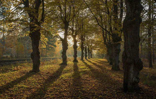 Картинка осень, деревья, Финляндия, Finland, Southern Savonia, Южное Саво