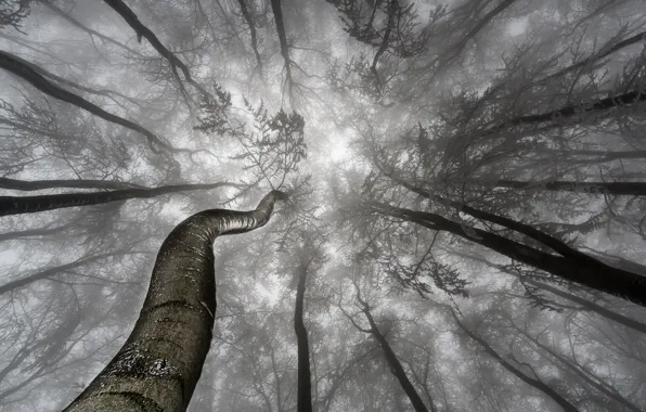 Деревья, ветки, туман, trees, fog, branches, Tom Pavlasek