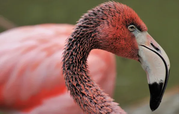 Bird, pink, animal, wildlife, .flamingo