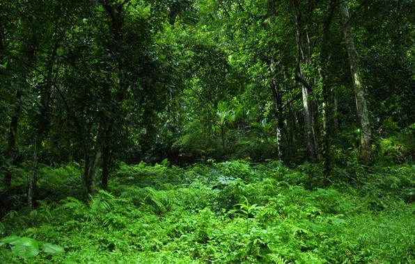 Картинка зелень, лес, трава, деревья, тропики, джунгли, Jungle