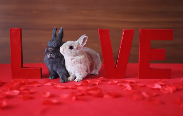 Картинка праздник, Love, кролики