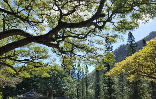 Природа, Деревья, Парк, Nature, Park, Trees