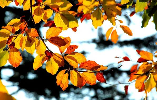 Autumn, color, fall, twig