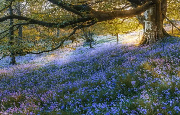 Картинка лес, деревья, цветы, Шотландия, колокольчики, Scotland, Bluebell Wood, Gartmore