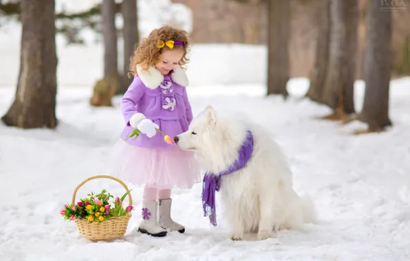 Картинка снег, корзина, собака, девочка, тюльпаны, самоед