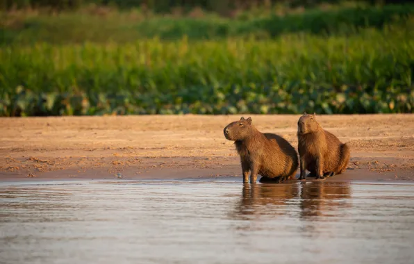 Берег, две, пара, водоем, капибара, свинка капибара, водосвинка