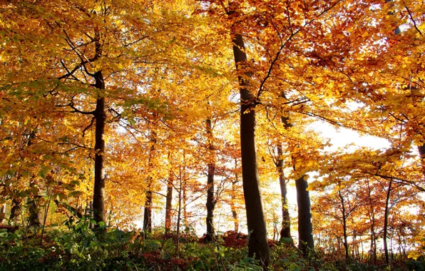 Картинка осень, лес, листья, деревья, природа