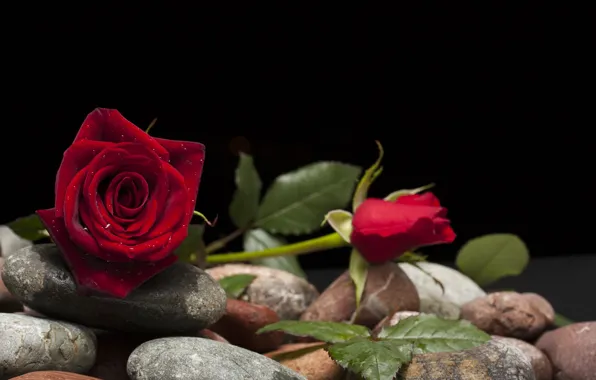 Картинка цветок, камни, роза, бутон
