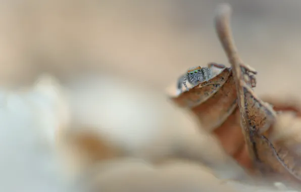 Лист, паук, Salticidae, Saitis barbipes