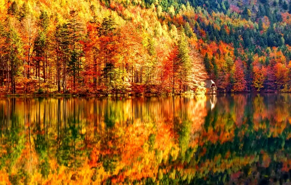Картинка осень, лес, деревья, озеро, склон, домик