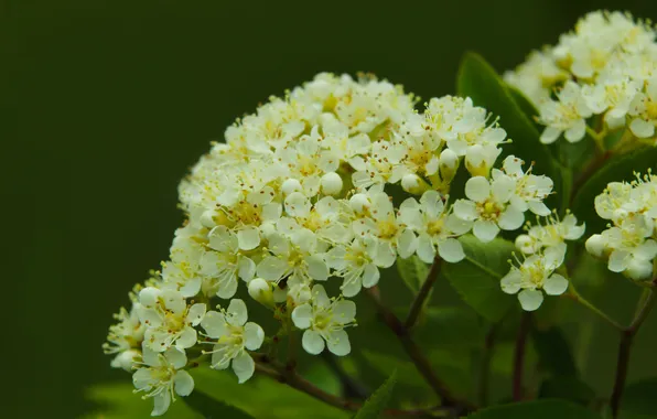 White, twig, blooming
