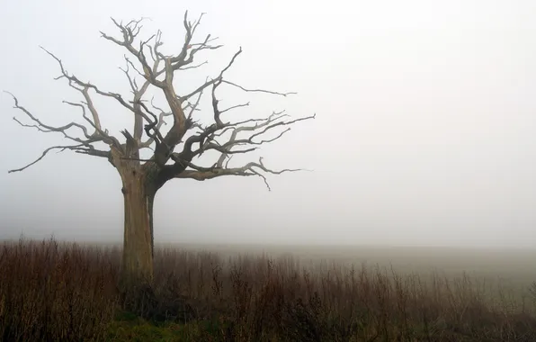 Поле, деревья, туман
