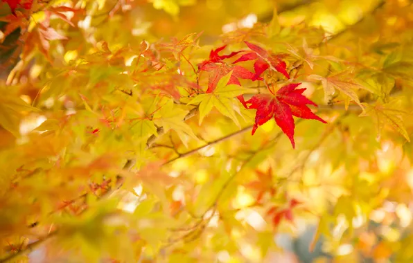 Картинка осень, листья, природа, цвет
