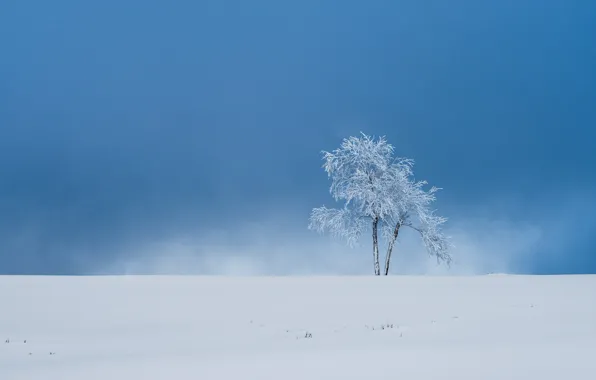 Картинка зима, снег, дерево, Германия