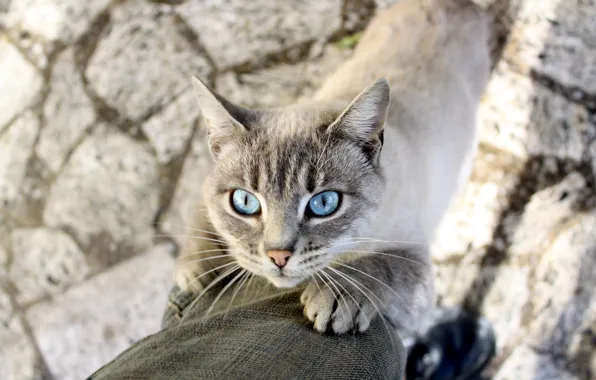 Картинка кошка, усы, животное, лапки, тень, голубые глаза, сиамская