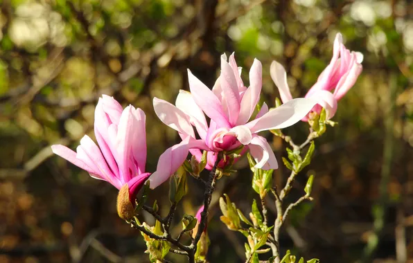 Flower, spring, magnolia