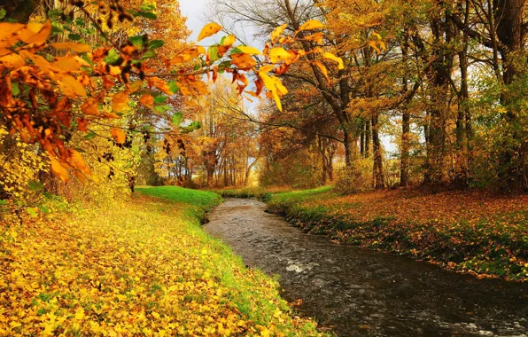 Картинка деревья, река, листва, поток, Осень