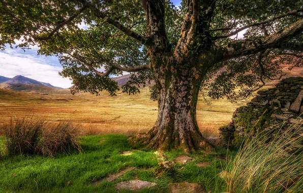 Трава, горы, дерево, Уэльс, Сноудония
