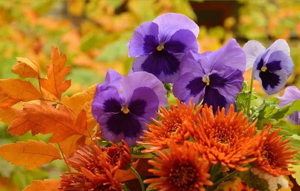 Картинка Цветочки, Анютины глазки, Фиалка трёхцветная, Viola tricolor, Purple Flowers, Pansies