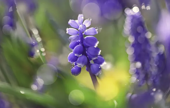 Цветы, весна, боке, мускари