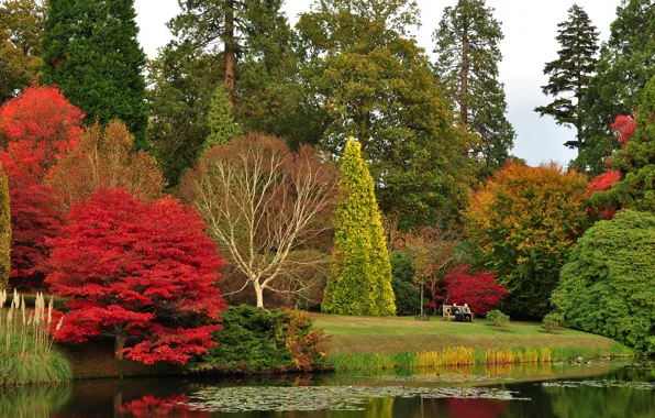 Осень, деревья, скамейка, пруд, парк, отдых, Великобритания, лужайка
