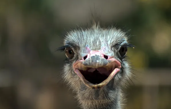 Bird, smile, macro, animal, eye, portrait, ostrich