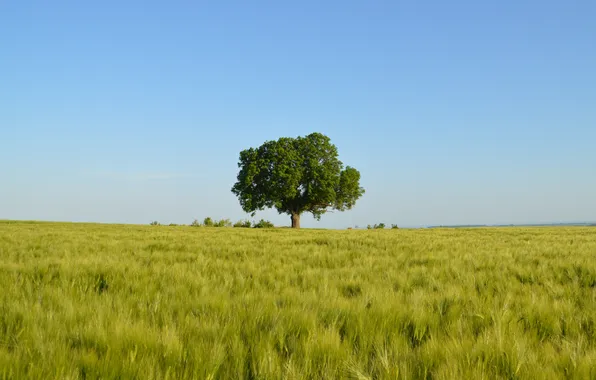 Картинка пшеница, поле, небо, дерево, горизонт