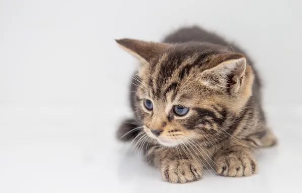 Картинка кошка, белый, взгляд, поза, серый, фон, портрет, светлый