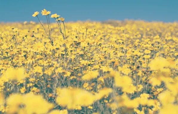 Картинка поле, лето, цветы, желтый