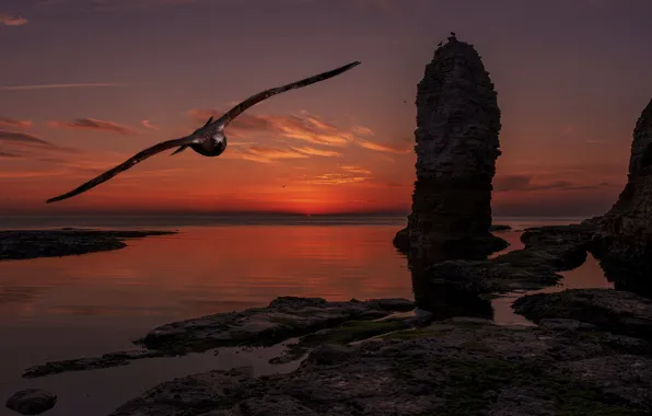 Картинка море, полет, закат, скалы, птица, чайки, фотоарт