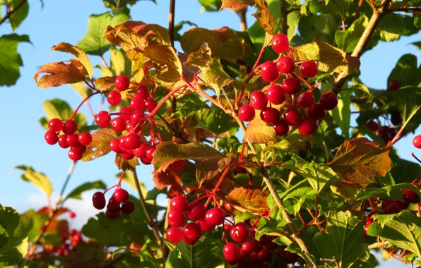 Картинка осень, листья, ягоды, красные, калина