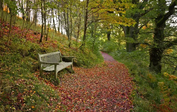 Картинка осень, лес, листья, скамейка, лавочка, тропинка